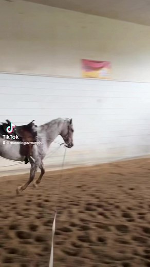 The word woah is not a multiple choice answer. #aqha #aqhaproud #horse #appaloosa #chileanhorse #appaloosahorse #horsetraining #horsetrainer #coltstarting #reining #nrha #cowhorses #nrcha #roping #nfr #workingequitation #teamroping #equitaciondetrabajo #mghorses #theringbits | Marcelo Guzman