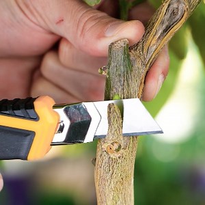 508K views · 1.1K reactions | Surprising easy growing plant hacks | 5-Minute Crafts | Facebook