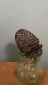 11K views | Cedrus deodara cone exploding. #cedrus #cone  Credit @the_cheeky_seedling  | ᑭlantamaven | Facebook