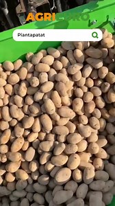 🥔 Piantapatate Bomet GEMINI doppia fila - ruote in gomma | Scopri di più 👉 LINK IN BIO - https://bit.ly/36gw7HX #agrieuro #potatoes #potato #diy #passion #love #crop #bomet | AgriEuro
