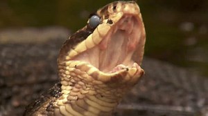 Dual Survival Season 2 Episode 1