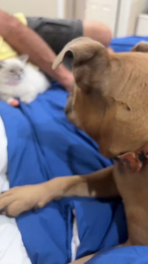 5.9K views · 22 reactions | Anyone catch the remote haha #thatsealygirl #scarecam | JessicaSealy | Facebook