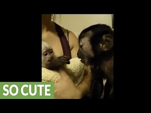 Loving Capuchin monkey adorably entertains baby