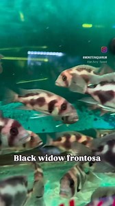 1.5K views · 19 reactions | The Black Widow Frontosa is a stunning...