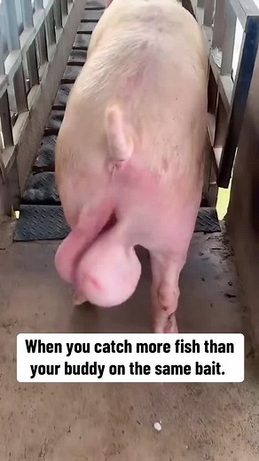 Cant touch this. 🎣 #motionfishing #catchmofish #fishingaddict | Fishing