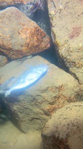 #nature #fishing #deepsea #beach_0296_00001 #ocean | Christy Redmon