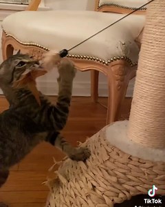 30 reactions · 3 comments | Josie Davis on Reels | Facebook