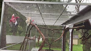 42 reactions · 10 comments | All those months of hard work redoing the Aviary. #worthit Of course, everybody is choosing to be outside in the rain today ❤️❤️. If you’re considering building an outdoor aviary, make sure there are open places and sheltered places. Freedom of choice is a beautiful gift. We can give our birds. | Natural Inspirations Parrot Cages | Facebook