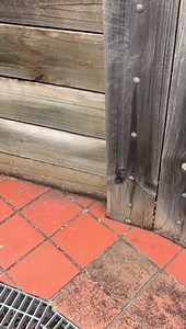 20K views · 122 reactions | Day 3 at the Bowral property where the red bellied black snakes are . This whole place is crawling with baby snakes at the moment  If you have a snake & like it removed please give ray a call on 0400734225 . Call out fees apply Eftpos available | Southern highlands & south coast snake catchers | Facebook