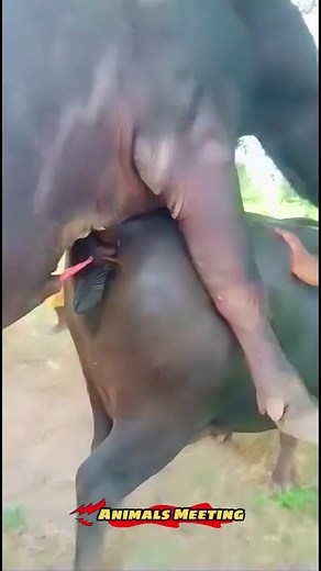 Adorable Buffalo Meeting and Breeding Moments