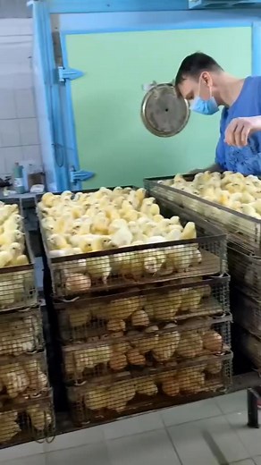 Hatched in chickens hell 👺Their lives ended already before they started For male chickens born in the egg laying industry that is actually the case immediately..they are killed macerated gassed or just dumpedFor egg laying hens it is a shitty 18 months life of exploitation your destroyed body to be discarded and killed after that For ‘meat’ chickens… they will be murdered in 6-8 weeks .So if you were a hatchling what ‘life’ would you choose if you could?#EndAnimalExploitation #LiveVegan do not