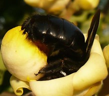 Brazil Nuts: From the Flower to Your Party Mix - Science Talk Archive