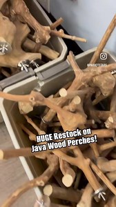 Huge restock on Java Wood Perches 🤩🤩🤩 #restock #javawood #birdperch #parrotsupplies #parrots #parrotlife #loveparrots #parrotlove #parrotsofinstagram #parrotsofig #parrotstars #parrotstarsarlingtonheights | Parrot Stars