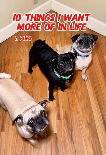 Adorable Pugs Bringing Joy Weekly