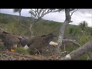 AEF NEFL Eagle Cam 1-12-18: The Family