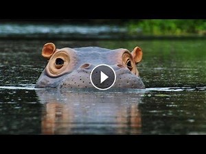 Spy Hippo discovers a Fish Spa! | Spy In The Wild | BBC Earth