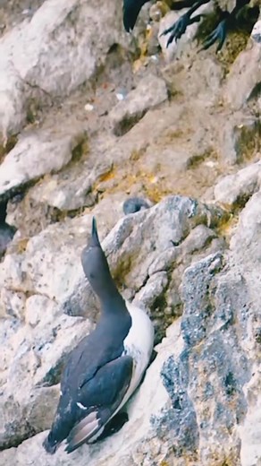Seagull protect his baby from crow 😨 | Positive Vibes Only
