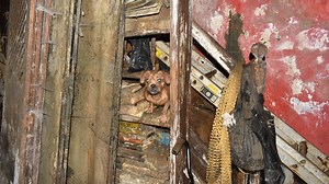 Queens animal hoarder arrested in Jackson Heights, DA says