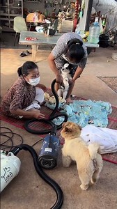 Klong turns off the blow dryer to save his sibling #KlongTheSassyDog
