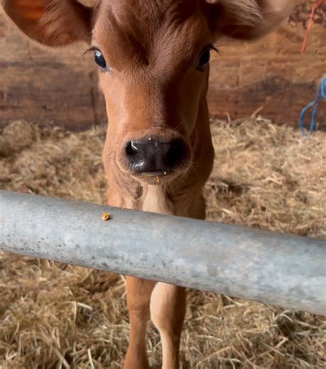 Sugar Maple Jerseys / The Farmers Table on Reels