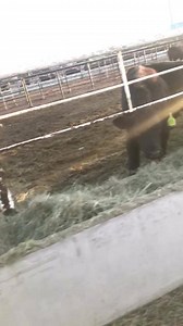 Sell today | Winter Livestock Inc.