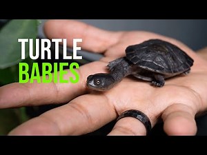 Bronx Zoo Sends Critically Endangered Turtles to Singapore for Release Program