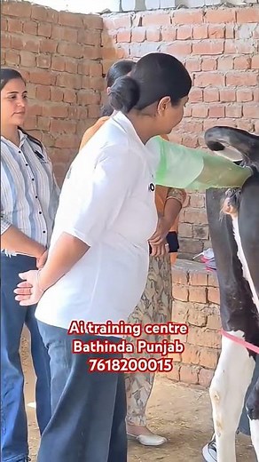 artificial insemination in cattle | step bystep Al process explained