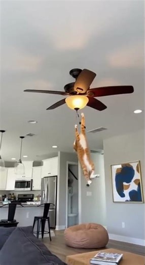 Cat Jumping on Ceiling Fan - Crazy Cat Leap Caught on Camera Goes Viral