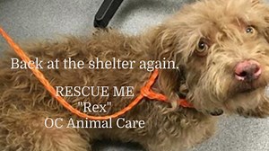 17K views · 285 reactions | Happy update: Rex has gone to rescue 9/22...