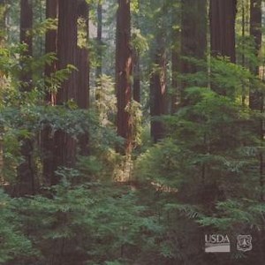 1.1K views · 64 reactions | Old-growth areas represent 18 percent of mature forests managed by the federal government. Like all the Nation’s forests, old-growth and mature forests are threatened by climate change and associated stressors. Working together, we can protect these natural treasures. | U.S. Forest Service | Facebook