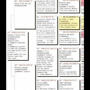 #KULBACKI #PIGEONS #KUWAIT #AUCTION | Racing Pigeons