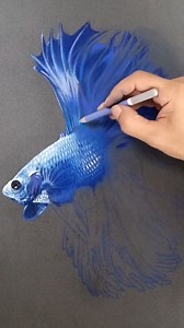 Elegant blue betta fish drawing with stunning realistic detail