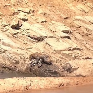 Cheetah attacks baby zebra | Wild life Animals