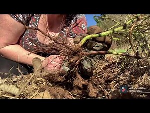 Clearing brambles. 🌿 Garden 2021 ( 5 )