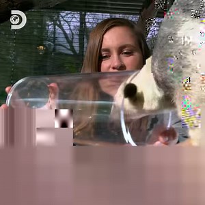 Anteaters need to eat 35,000 ants a day to survive, which isn't easy when their dinner bites back! 🐜 | Discovery Channel UK