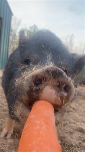 Another celebratory carrot!!! Smooches says thoinks so much Caley P and Beth H for donating to our Medical Fund Match! We are now $40 closer to our goal of $5000! Let’s see who gets the next celebratory snack! We can’t do it without you. Linktr.ee/outsidersfarm | Outsiders Farm & Sanctuary