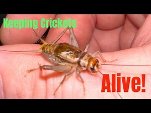 How to keep crickets alive!