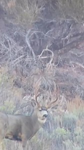 23K views · 18 reactions | Out in the rugged expanses of Nevada,...