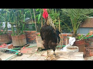 loudest rooster crowing