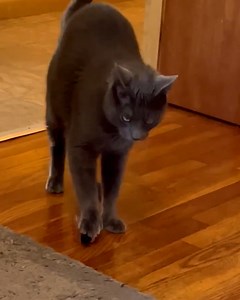 379K views · 10K reactions | This is my purrrrrfume...  | Tyla | Facebook