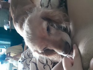 Puppy lick her owner's pussy