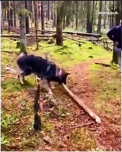 Have a glimpse into the amusing world of animal shenanigans! | Survivor Outdoor Learning