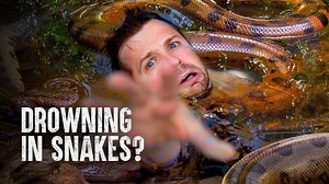 How to Survive in a Swamp Full of Snakes