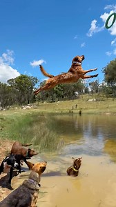 2.1M views · 55K reactions | The way they watch her fly over them  #australiancattledog #redheeler #farmdogs | Winnie the Cattle Dog | Facebook