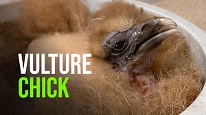 SAN DIEGO (Sept. 23, 2021) – After more than four decades of successfully breeding, rearing and introducing California condors and other vultures back into their native habitats, San Diego Zoo Wildlife Alliance is ushering in a new era of vulture conservation. Wildlife care specialists at the San Diego Zoo Safari Park have begun hatching and raising the Western Egyptian vulture, a species native to southern Europe, Asia and northern Africa. Listed as Endangered on the International Union for Con