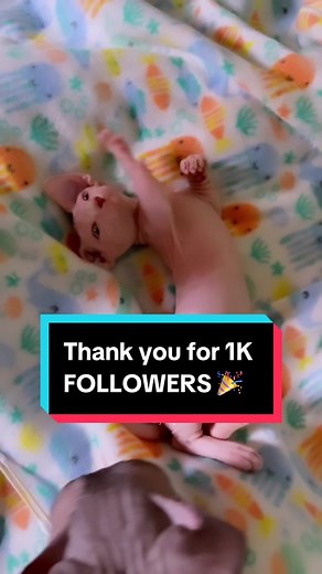 Sphynx Breeder on TikTok
