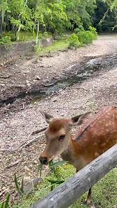 Daily African Animals on Reels
