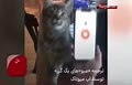 فیلم/ ترجمه زبان گربه‌ها با نرم افزار Meowtalk