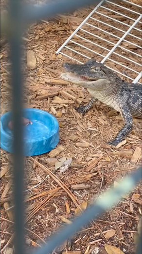 Alligator and tortoise dinner time #alligator #tortoise #dinnertime #animalrescue | The CARE Foundation