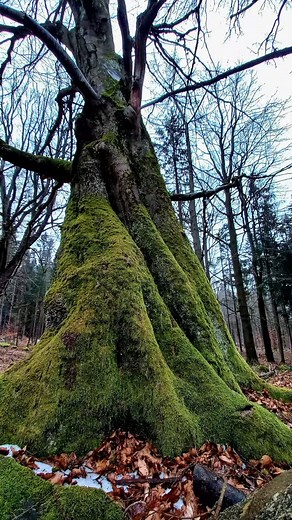 💚 #arborist #treeclimbing #chainsawman #lumberjack #lumberjacks #lumberjackstyle #lumberjackshirt #lumberjacklife #oldtrees #trees #treeclimber #lumberjackcake #lumberjackchic #lumberjackbirthday #lumberjacking #bigtree #arbor #lumberjacklifestyle #lumberjackstatus #lumberjacktheme #lumberjackswag #lumberjackin #treecare #lumberjackcountry #lumberjacket #lumberjackplaid #lumberjackbabyshower #timberjack | Lubor Křížek